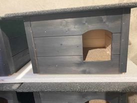 Kocie Kolonie na świecie?